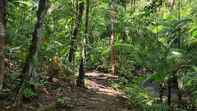 Slowly walking into Dense jungle, green lush foliage, tracking in shot