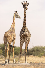 Giraffes (Giraffa camelopardalis peralta) - Kenya