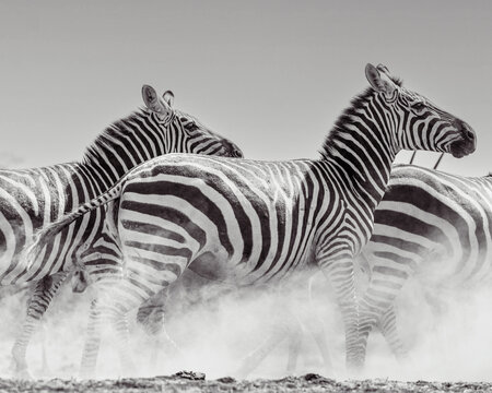 Zebras (Equus quagga) - Kenya	