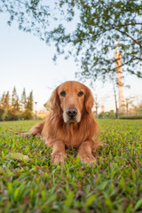 The golden retriever dog lies on the park grass