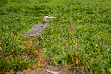 Great Blue Heron (Ardea herodias) hunting for gopher in a meadow. 
