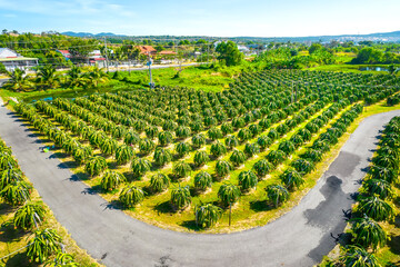 Aerial view of dragon fruit garden in organic farm. Dragon fruit. This is a cool fruit with many...