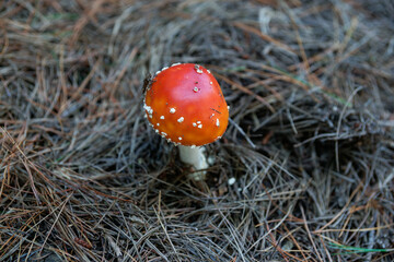 Bright orange and white fly agaric mushroom among pine needles on forest floor