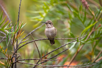 Anna's Hummingbird (Calypte anna) perched on a tree. 
