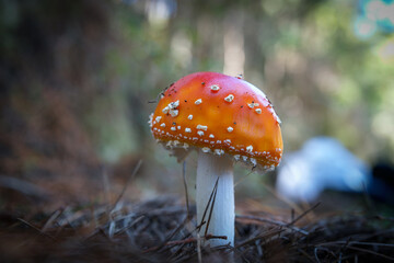 Bright orange and white fly agaric mushroom among pine needles on forest floor