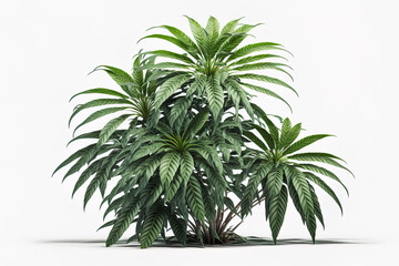 Fototapeta premium solitary natural jungle plant with clipping path on a white backdrop. Generative AI