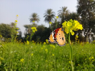 Plain Tiger is sitting on rapeseed flower .Danaus chrysippus, also known as the plain tiger, African queen, or African Monarch, is a medium-sized butterfly widespread in Asia. Danaus genutia.
