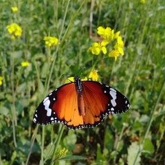 Plain Tiger is sitting on rapeseed flower .Danaus chrysippus, also known as the plain tiger, African queen, or African Monarch, is a medium-sized butterfly widespread in Asia. Danaus genutia.