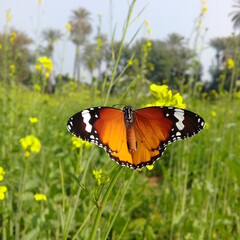 Plain Tiger is sitting on rapeseed flower .Danaus chrysippus, also known as the plain tiger, African queen, or African Monarch, is a medium-sized butterfly widespread in Asia. Danaus genutia.