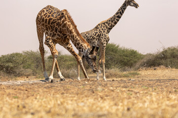 Giraffes (Giraffa camelopardalis peralta) Drinking water - Kenya