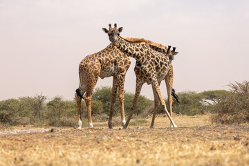 Naklejka na ściany i meble Giraffes (Giraffa camelopardalis peralta) Drinking water - Kenya