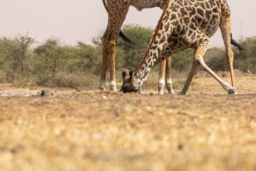 Naklejka na ściany i meble Giraffes (Giraffa camelopardalis peralta) Drinking water - Kenya