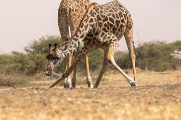 Giraffes (Giraffa camelopardalis peralta) Drinking water - Kenya