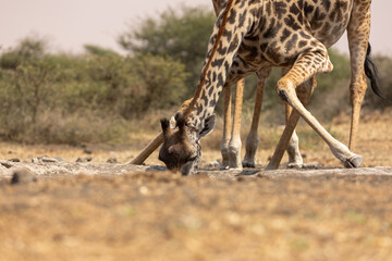 Giraffes (Giraffa camelopardalis peralta) Drinking water - Kenya
