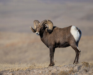 Big Horn Sheep Ram