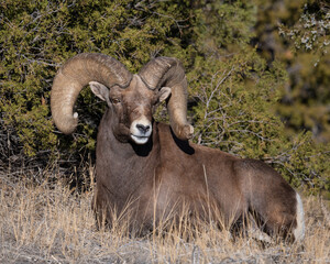 Big Horn Sheep Ram
