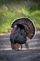 tom turkey in western Oregon