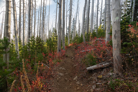 Trail Through A Burnt Forest With Regrowth