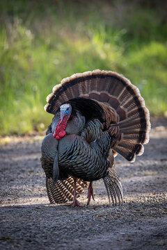 tom turkey in western Oregon