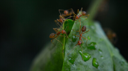 Ants are red ants walking. on the green leaf