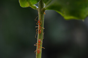 Ants are red ants walking. on the green leaf