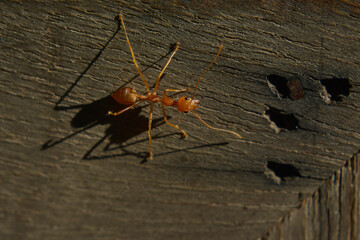 Ants are red ants walking. on the green leaf