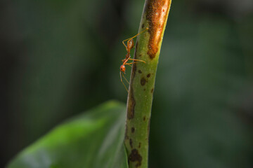 Ants are red ants walking. on the green leaf