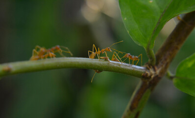 Ants are red ants walking. on the green leaf