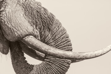 Close up of an Elephants (loxodonta africana)  tusk and trunk. Black and White.