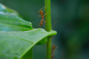 Ants are red ants walking. on the green leaf