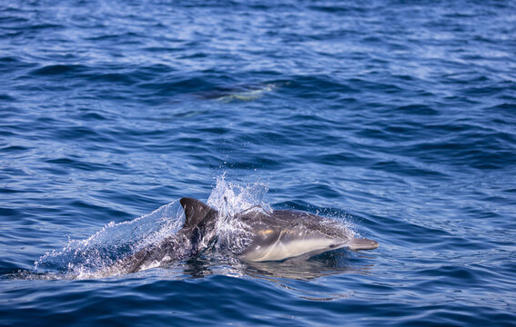 dolphin in the water, common dolphin 