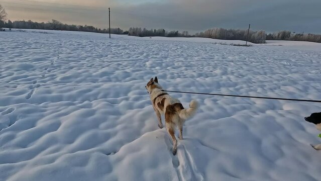 Shot of a brown and white Laika dog walking on snow on a leash on a cold winter day.
