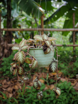 The Episcia cupreata plant hangs in a pot. Nature background