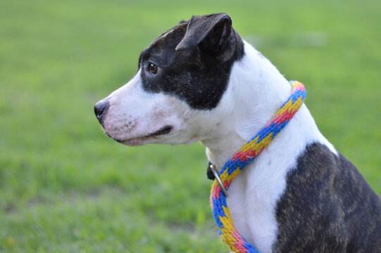 perro de raza pigbull con collar de colores y fondo de pasto