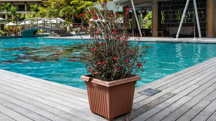 There is a pot with a flowering plant on the boardwalk by the swimming pool. Red flowers among the...
