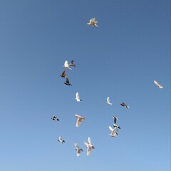 The flying pigeon homing pigeon,racing pigeon and domestic messenger pigeon Latin columba livia domestica taking a break from its long flight and feeding on a high balcony wall in spring in Italy.