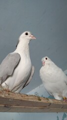 The flying pigeon homing pigeon,racing pigeon and domestic messenger pigeon Latin columba livia domestica taking a break from its long flight and feeding on a high balcony wall in spring in Italy.