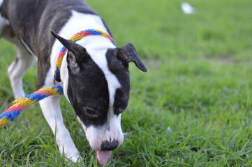 perro de raza pigbull con collar de colores y fondo de pasto