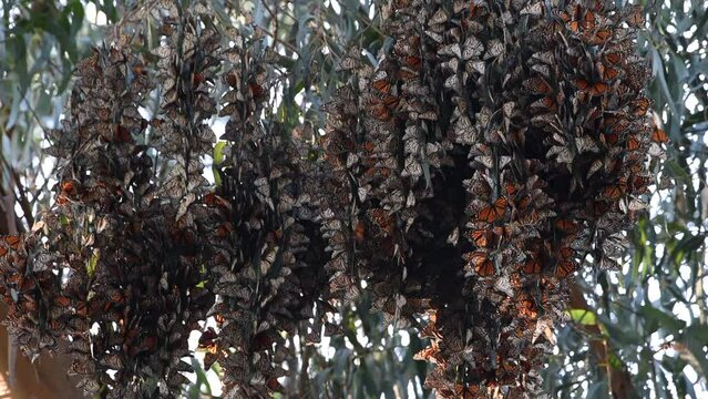 HD video of hundreds of Monarch Butterflies in a Eucalyptus tree, clustering together to keep warm for the night. It is probably the the most familiar North American butterfly
