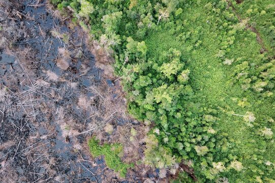 Burned Peat Forest In Borneo, Indonesia