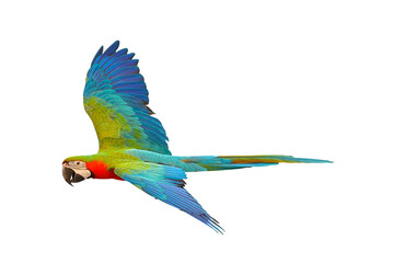 Colorful Harlequin macaw flying isolated on transparent background png file	