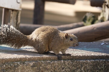 町田りす園、台湾リス、動物、放し飼い、餌付け、餌やり、手乗り、町田、東京、日本、動物園、りす、リス、りす園、台湾、たいわん、タイワンリス、小動物、ひまわりの種、ふれあい、可愛い、ハウス、家、遊ぶ、食べる、食事、美味しい、食いしん坊、もぐもぐ、庭、昼寝、もふもふ、ふわふわ、