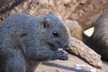 町田りす園、台湾リス、動物、放し飼い、餌付け、餌やり、手乗り、町田、東京、日本、動物園、りす、リス、りす園、台湾、たいわん、タイワンリス、小動物、ひまわりの種、ふれあい、可愛い、ハウス、家、遊ぶ、食べる、食事、美味しい、食いしん坊、もぐもぐ、庭、昼寝、もふもふ、ふわふわ、