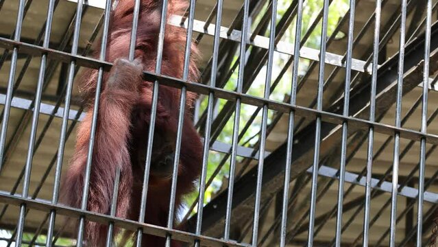 Close up view of orangutan behind bars in a cage at zoo