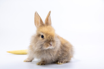 Baby bunny easter fluffy white rabbits eating baby corn on white nature background. Lovely mammal...