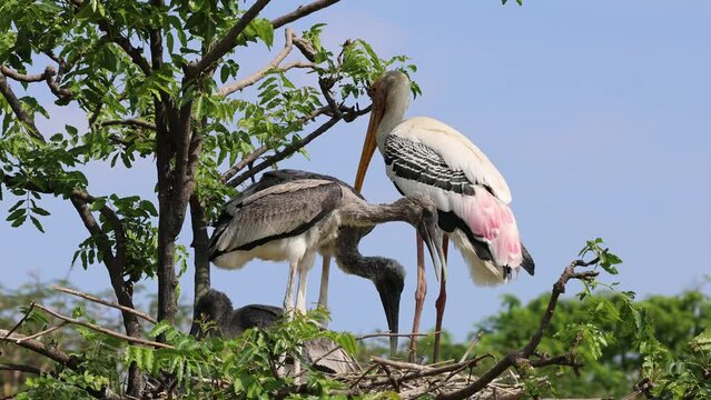 Close up of stork birds on the tree