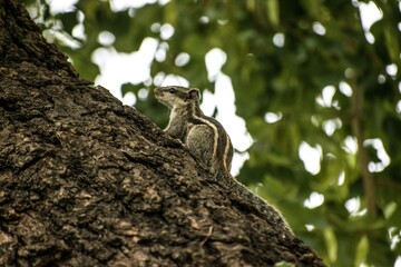 Obraz premium squirrel on tree