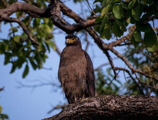 Eagle: crested serpent eagle