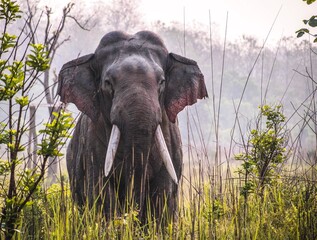 elephant in the grass, Indian elephant
