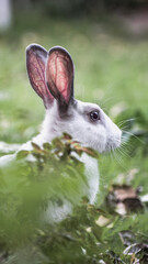 white rabbit in the grass